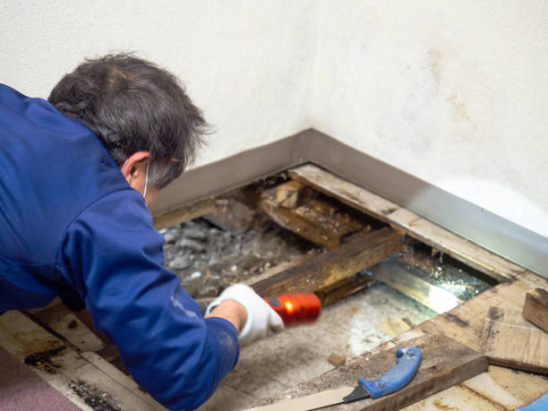 Best Health and Safety Mold Remediation in Green Cove Springs, FL