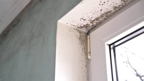 Best Post-Flood Mold Remediation in Green Cove Springs, FL