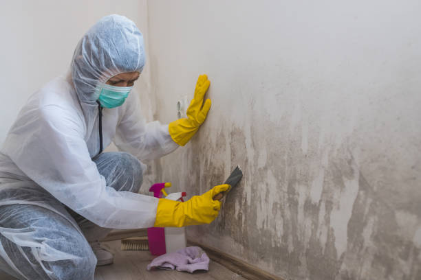 Best Crawl Space Mold Remediation in Green Cove Springs, FL