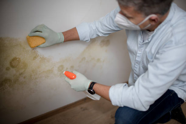 Best Mold Testing and Inspection Services in Green Cove Springs, FL
